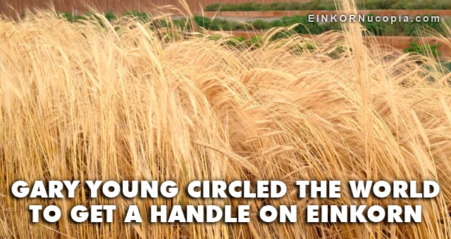Einkorn Field at Young Living's Mona Farm