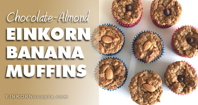 Recipe: Einkorn Banana Muffins